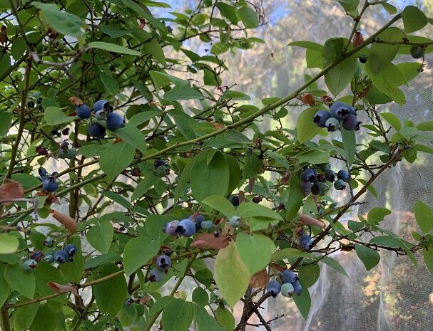 サワークリームパウンドケーキのレシピ