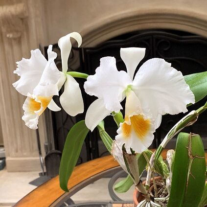 苦節十有余年、やっと咲いた「名無しのカトレア」♪ : サクラメントの