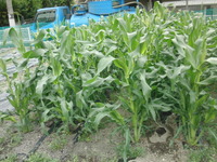 CIMG2935