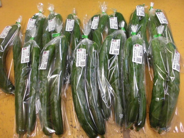 こだわり親父の野菜作り:育苗 - livedoor Blog（ブログ）
