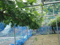 CIMG2943