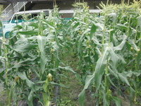 CIMG2975