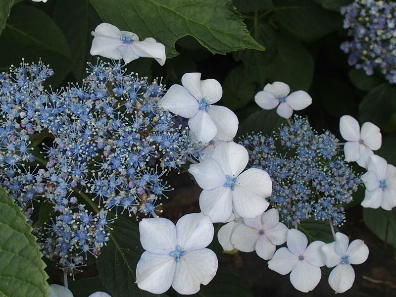 P6210128B⑤