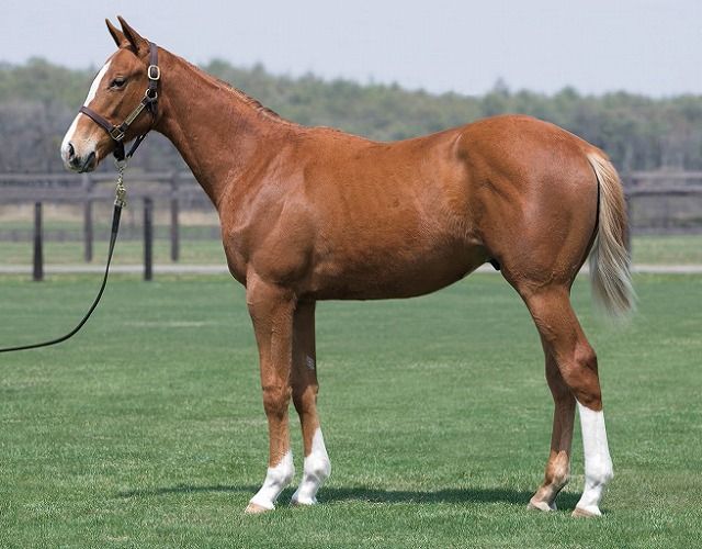 競走馬の年齢を人間に例えると何歳 血統