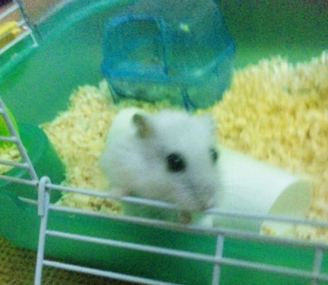 もち