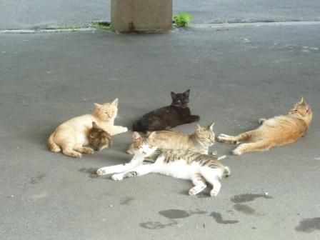 イメージ 5