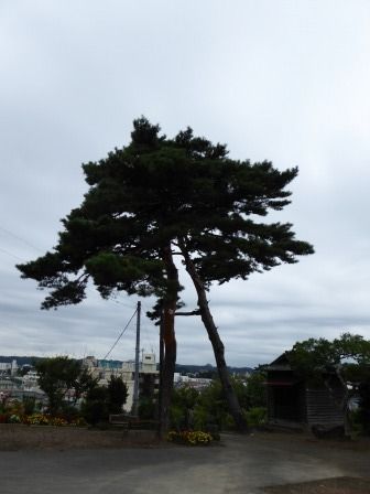 イメージ 41