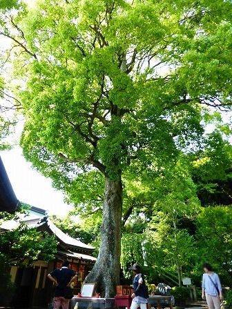 イメージ 51