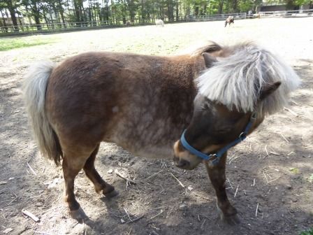 イメージ 11