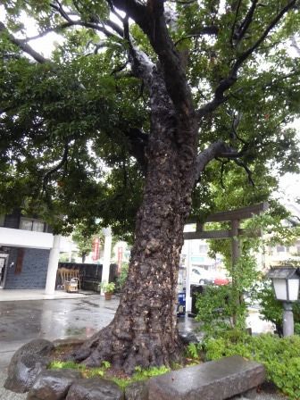 イメージ 34
