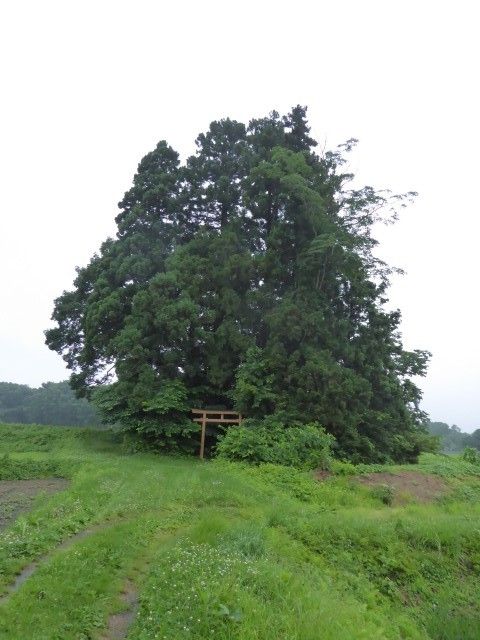 イメージ 6