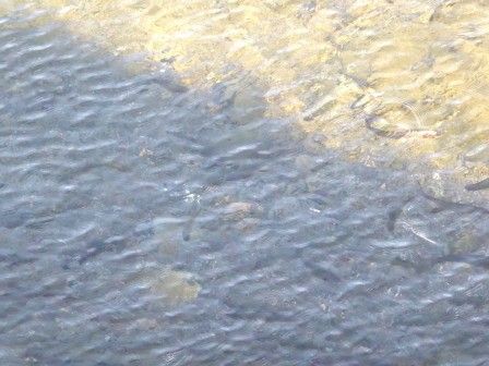 イメージ 11