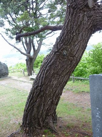 イメージ 36