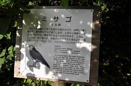 イメージ 31