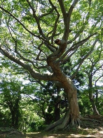 イメージ 9