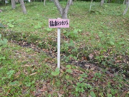 イメージ 15