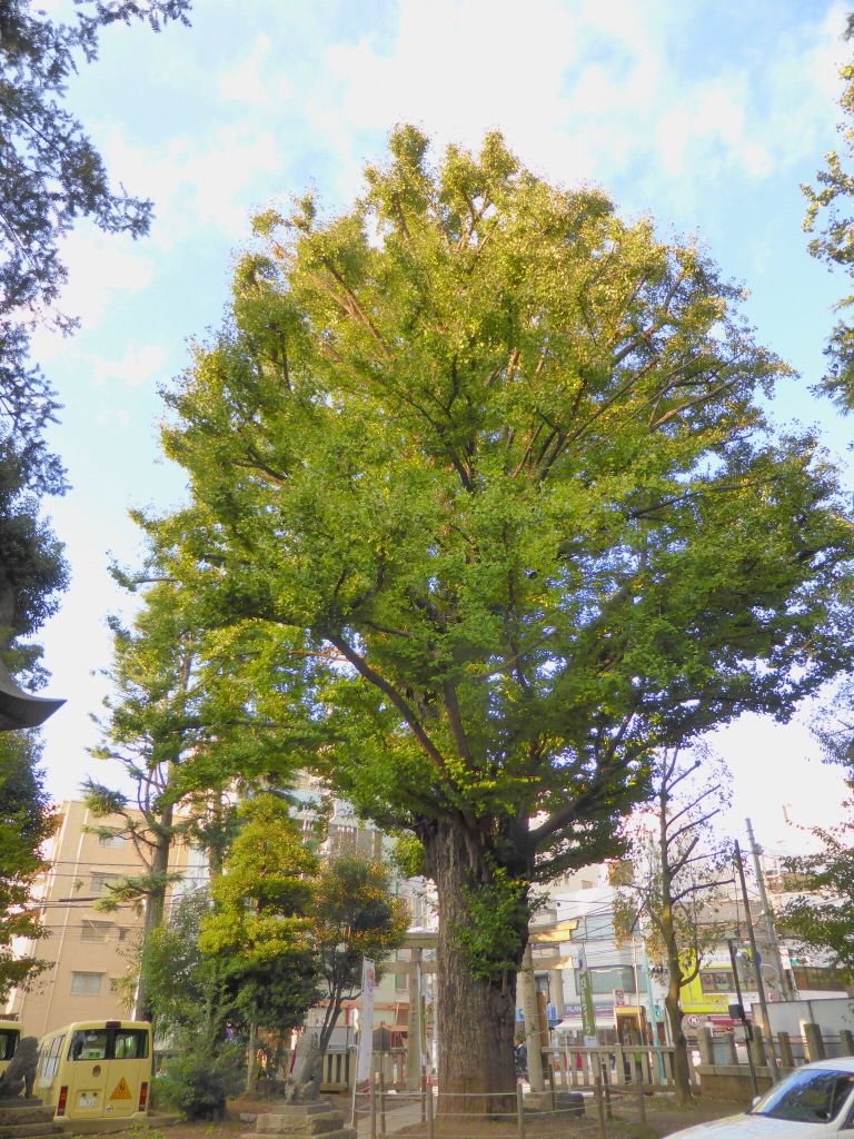 イメージ 65