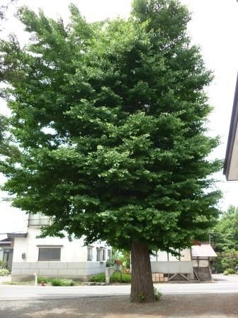イメージ 17