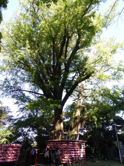 イメージ 24