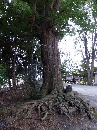 イメージ 7