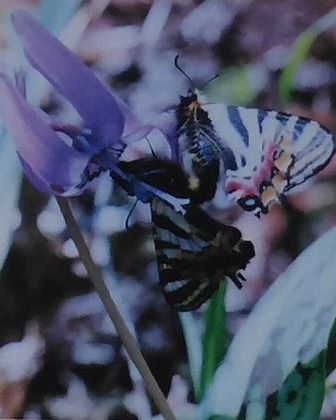 イメージ 20