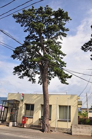 イメージ 7