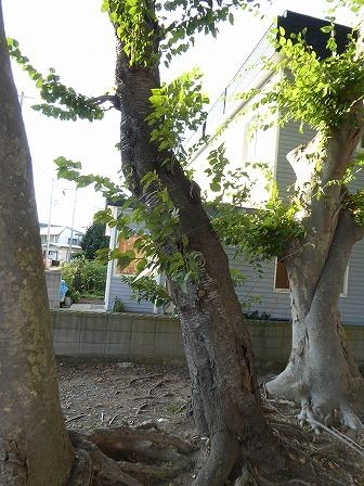 イメージ 7
