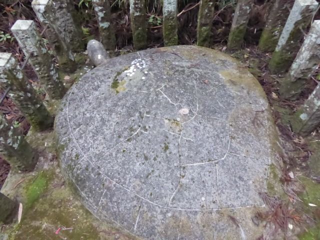 イメージ 7