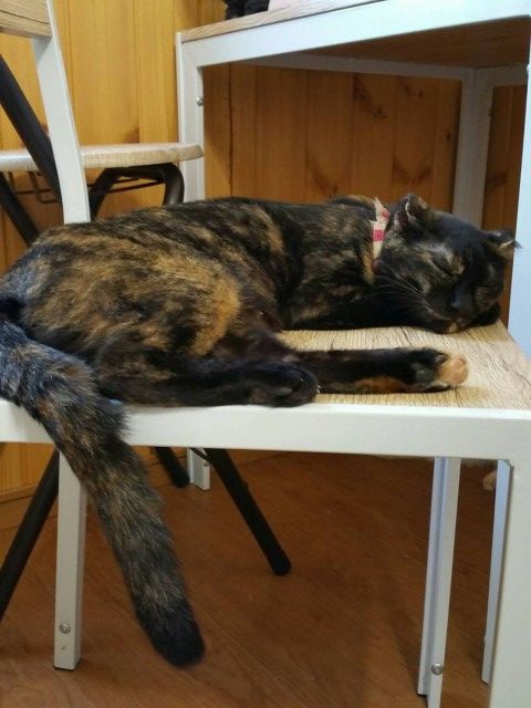 ねこカフェ ハンドメイド雑貨 Five Cats くぐる鳥居は鬼ばかり
