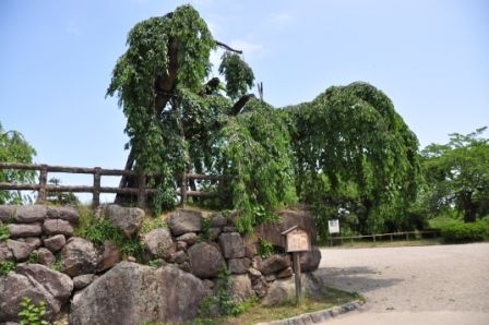 イメージ 15