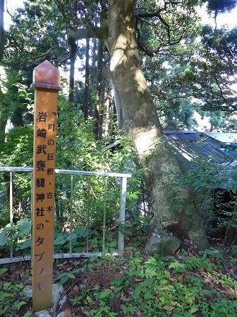 イメージ 7