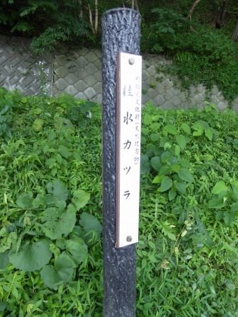 イメージ 5