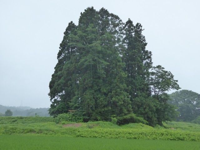 イメージ 5