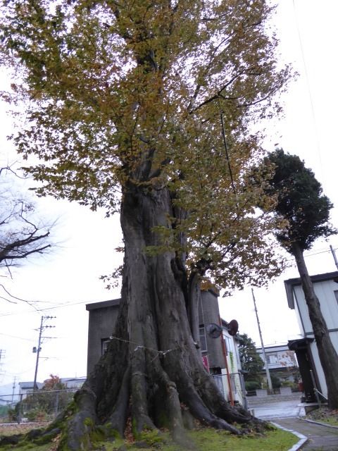 イメージ 16
