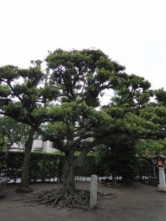 イメージ 23