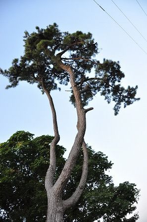 イメージ 18