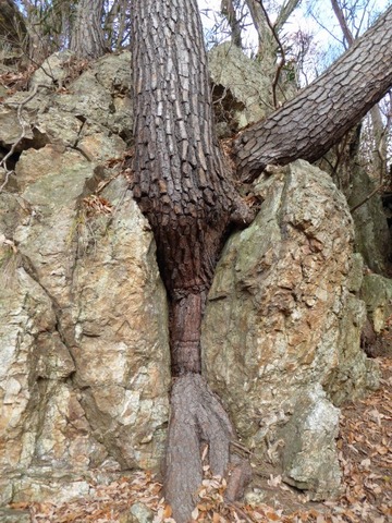 25.5