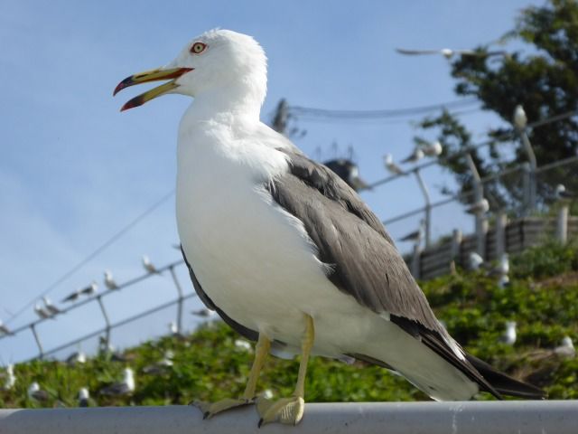 イメージ 8