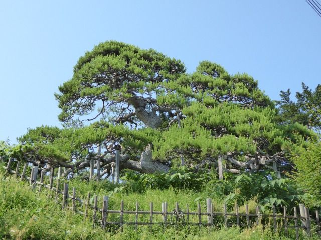 イメージ 6