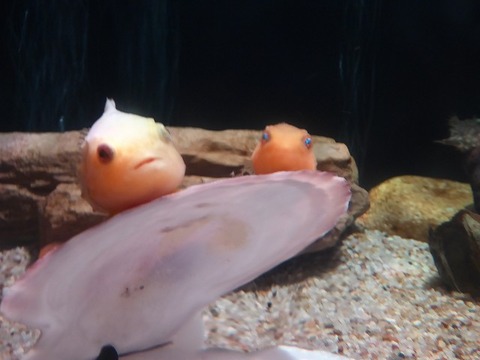 21.8
