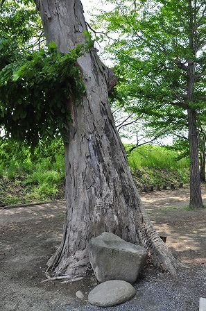 イメージ 18