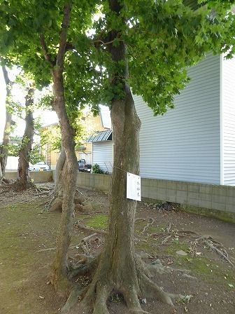 イメージ 13