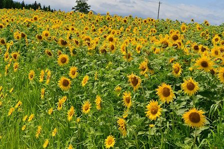 弘前市若葉のひまわり畑 14 07 27 くぐる鳥居は鬼ばかり
