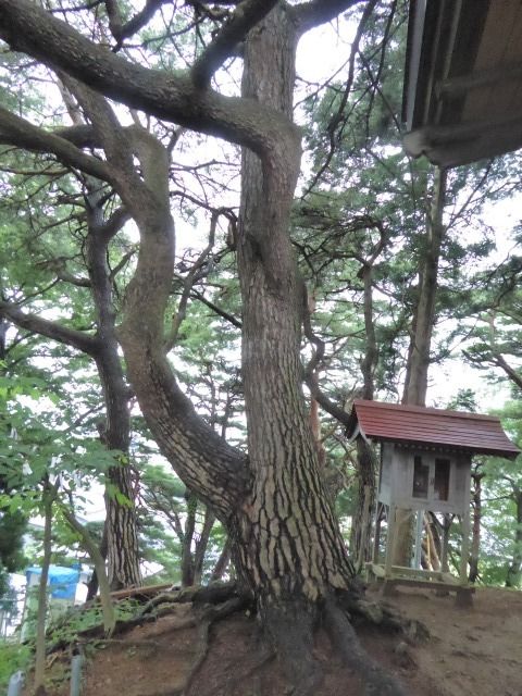 イメージ 17