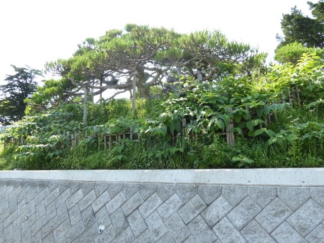 イメージ 7