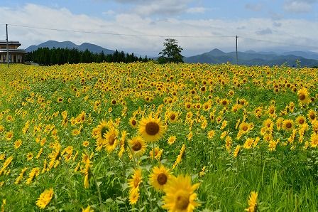 弘前市若葉のひまわり畑 14 07 27 くぐる鳥居は鬼ばかり