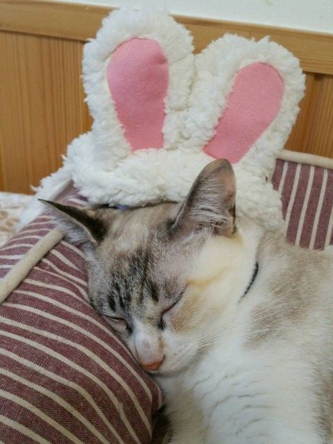 ねこカフェ ハンドメイド雑貨 Five Cats くぐる鳥居は鬼ばかり ねこカフェ ハンドメイド雑貨 Five Cats くぐる鳥居は鬼ばかり