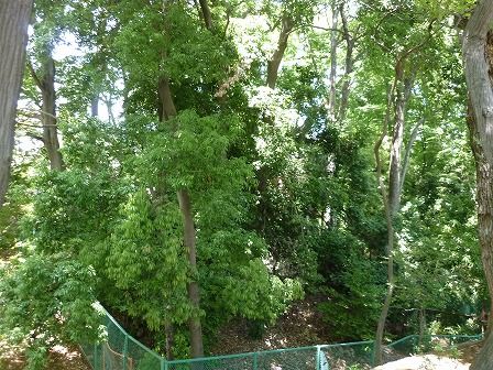 世田谷城跡 世田谷城址公園 世田谷区豪徳寺 くぐる鳥居は鬼ばかり