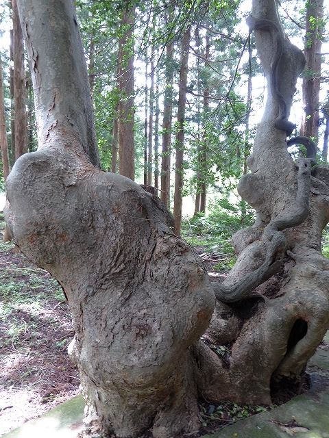 イメージ 8