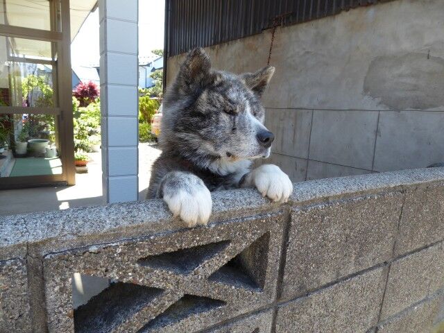くぐる鳥居は鬼ばかり熊野神社 （秋田市泉五庵山）コメント